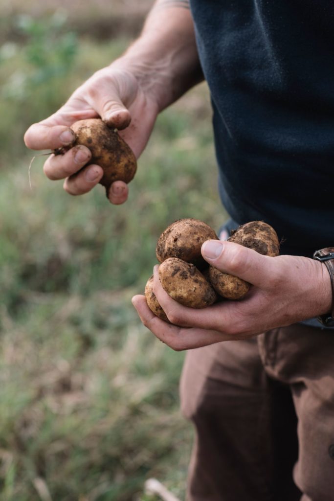 due mani che scelgono le patate come materia prima